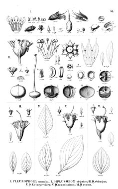 Bitki çizimi. Eski illüstrasyon