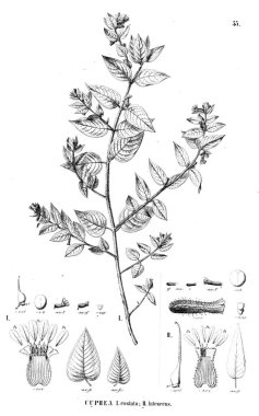 Bitki çizimi. Eski illüstrasyon