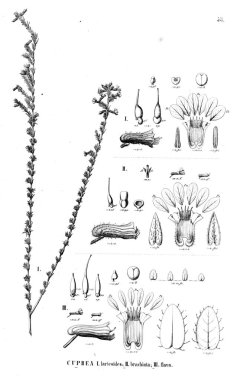 Bitki çizimi. Eski illüstrasyon