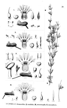 Bitki çizimi. Eski illüstrasyon
