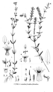 Bitki çizimi. Eski illüstrasyon