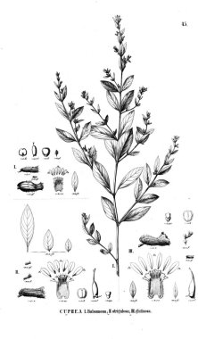 Bitki çizimi. Eski illüstrasyon