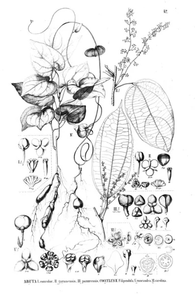 植物的例证 旧插图 — 图库照片