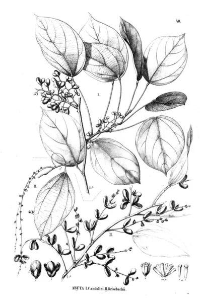 Illustration Plante Vieille Illustration — Photo