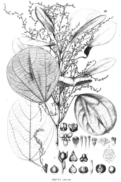 식물의 그림입니다 — 스톡 사진