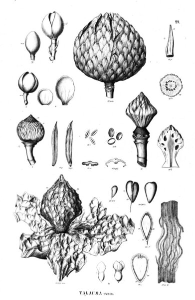 Иллюстрация растения. Старая иллюстрация
