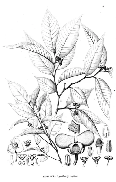 植物的例证 旧插图 — 图库照片