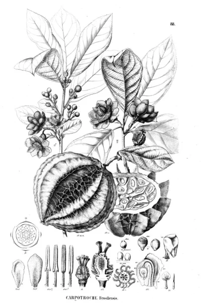 Illustration Plant Old Illustration — Stock Photo, Image