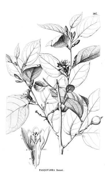 Illustration Plant Old Illustration — Stock Photo, Image