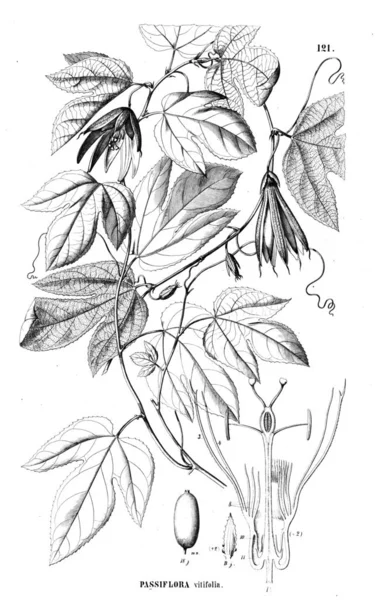 Illustration Plant Old Illustration — Stock Photo, Image