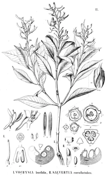 植物的例证 旧插图 — 图库照片