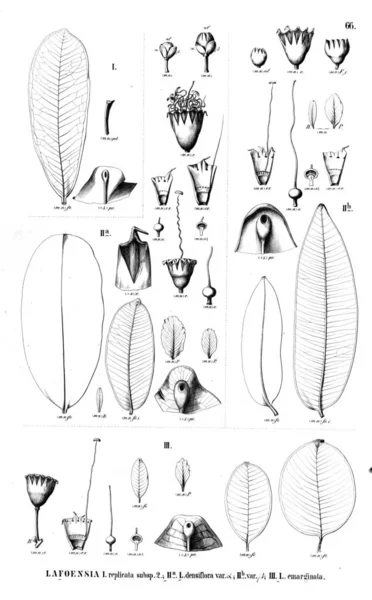 Illustrazione Della Pianta Vecchia Illustrazione — Foto Stock