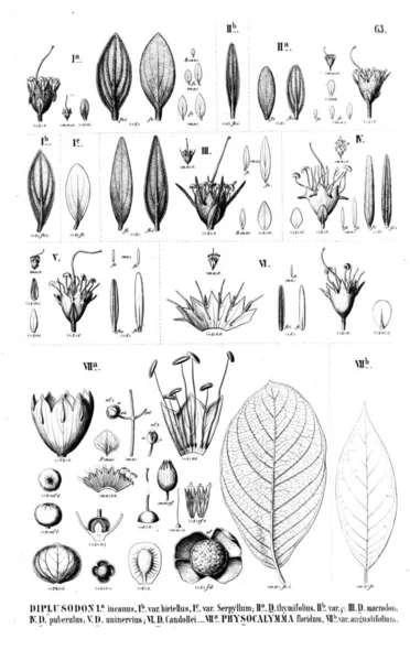 Ilustração Planta Ilustração Antiga — Fotografia de Stock