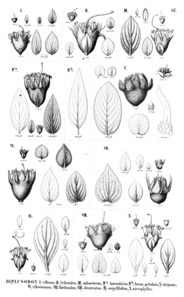 Illustrazione Della Pianta Vecchia Illustrazione — Foto Stock