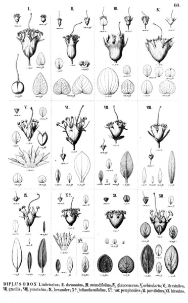 植物的例证 旧插图 — 图库照片