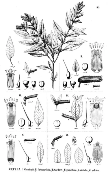 Ilustración Planta Antigua Ilustración —  Fotos de Stock