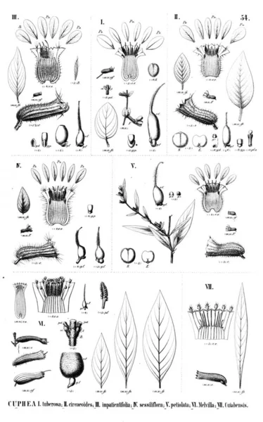 植物的例证 旧插图 — 图库照片