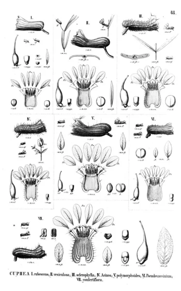 Ilustração Planta Ilustração Antiga — Fotografia de Stock