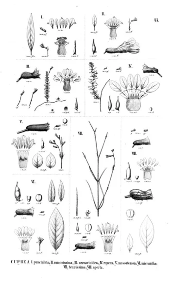 植物的例证 旧插图 — 图库照片