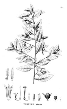 Bitki çizimi. Eski illüstrasyon