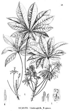 Bitki çizimi. Eski illüstrasyon