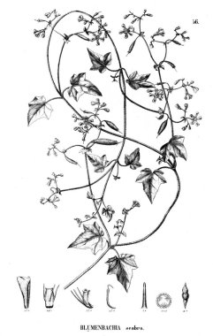 Bitki çizimi. Eski illüstrasyon