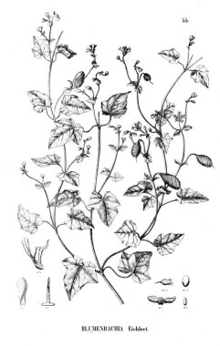 Bitki çizimi. Eski illüstrasyon