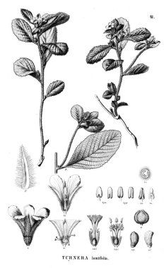 Bitki çizimi. Eski illüstrasyon