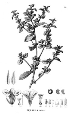 Bitki çizimi. Eski illüstrasyon