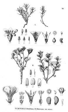 Bitki çizimi. Eski illüstrasyon