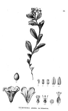 Bitki çizimi. Eski illüstrasyon