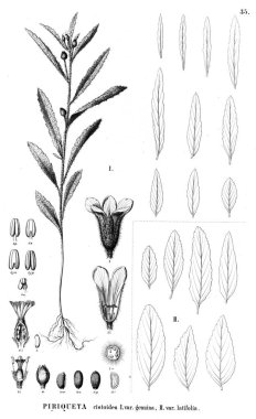 Bitki çizimi. Eski illüstrasyon