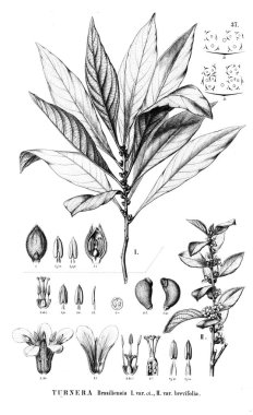 Bitki çizimi. Eski illüstrasyon