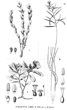 Bitki çizimi. Eski illüstrasyon