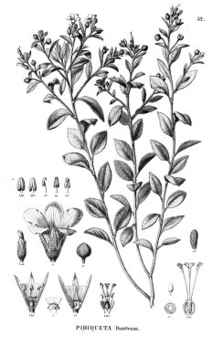 Bitki çizimi. Eski illüstrasyon