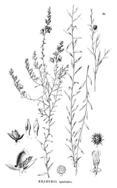 Bitki çizimi. Eski illüstrasyon