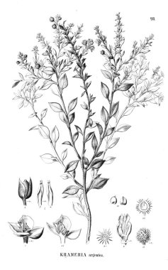 Bitki çizimi. Eski illüstrasyon