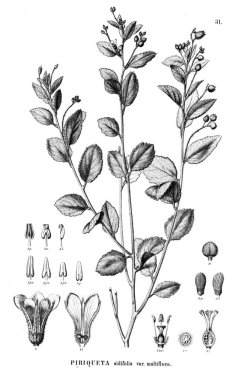 Bitki çizimi. Eski illüstrasyon