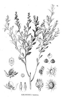 Bitki çizimi. Eski illüstrasyon