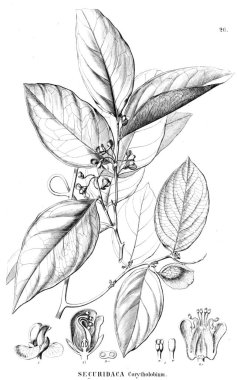 Bitki çizimi. Eski illüstrasyon