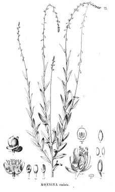 Bitki çizimi. Eski illüstrasyon