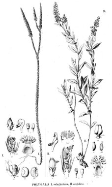 Bitki çizimi. Eski illüstrasyon