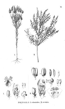 Bitki çizimi. Eski illüstrasyon