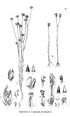 Bitki çizimi. Eski illüstrasyon