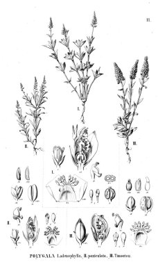 Bitki çizimi. Eski illüstrasyon