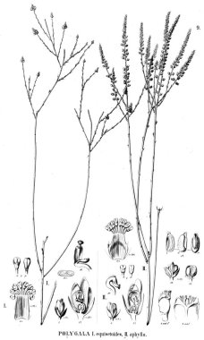 Bitki çizimi. Eski illüstrasyon