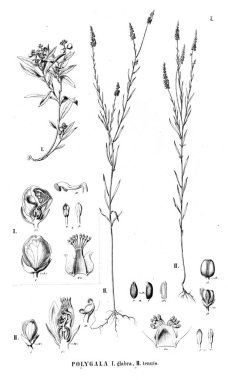 Bitki çizimi. Eski illüstrasyon