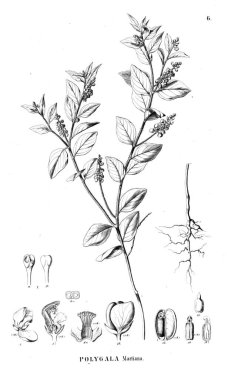 Bitki çizimi. Eski illüstrasyon