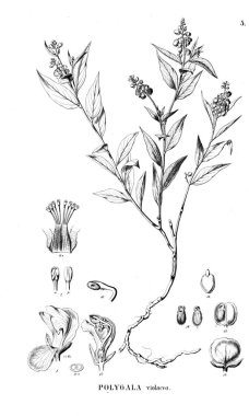 Bitki çizimi. Eski illüstrasyon