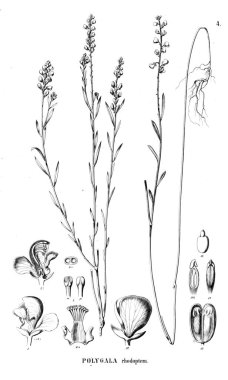 Bitki çizimi. Eski illüstrasyon